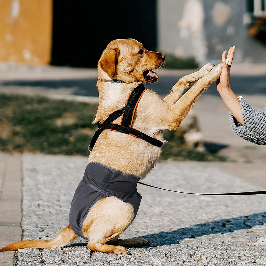 Packung mit 3 wiederverwendbaren, waschbaren Hundewindeln, Produktbild 3