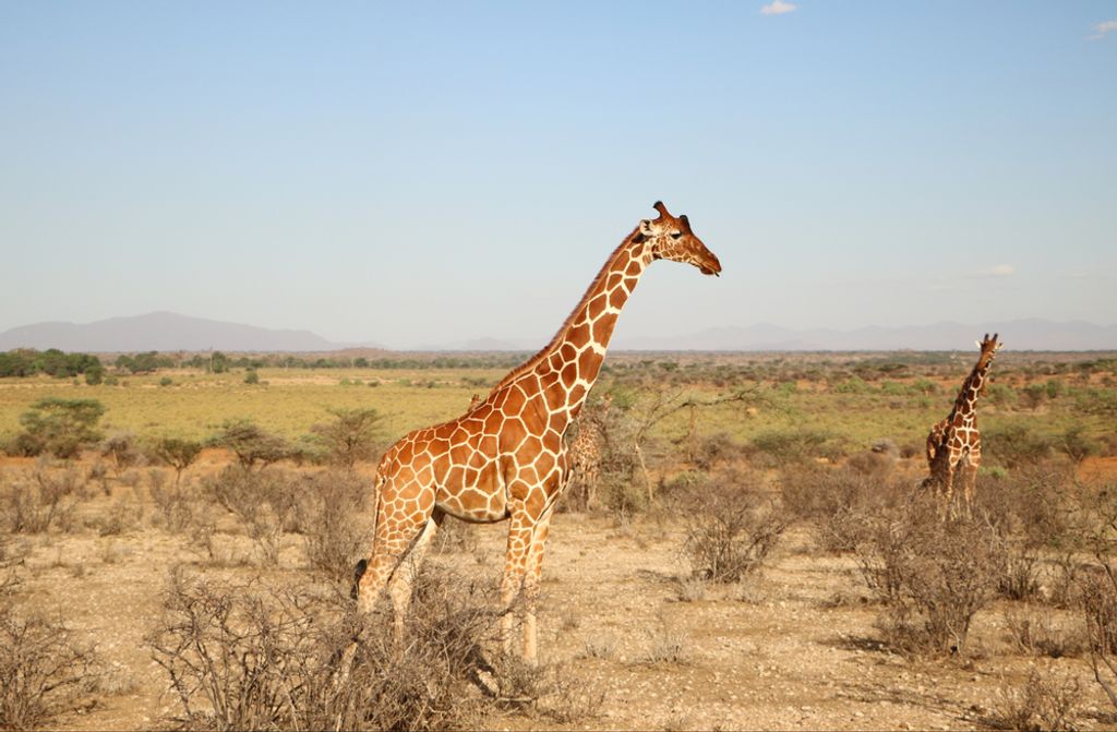 hansepuzzle 79042 - Giraffe Puzzle, 500 Teile, Natur, 46,0 x 30,0cm mit hochwertiger Aufbewahrung, Kartonbox und wiederverschließbarem Beutel