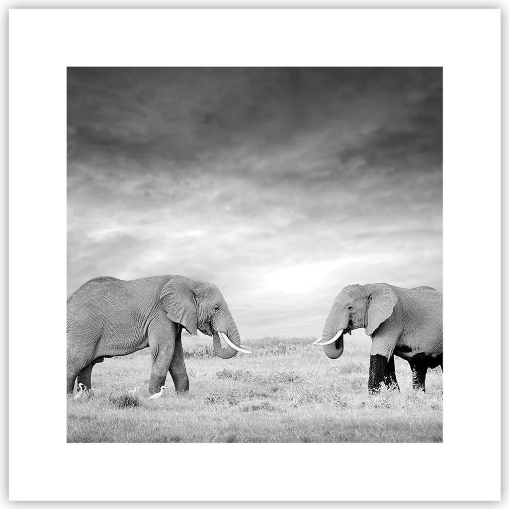 Poster - Poster ohne Rahmen - Elefanten Schwarzweiß Safari - 30x30 cm - Wand Bild - Wanddeko - Wandbilder - Kunstposter - Wandposter - Bilder - Ku...