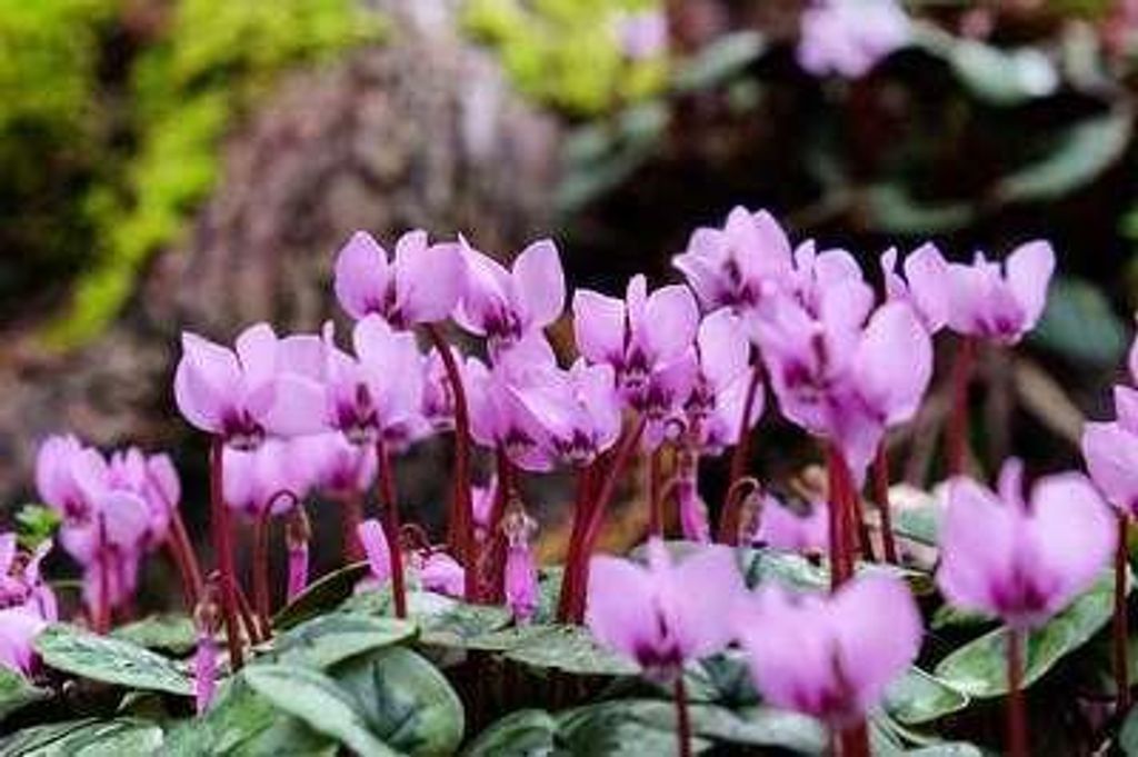 6 x Cyclamen coum - Wiosna - Doniczka 9 x 9 cm Zdjęcie produktu 