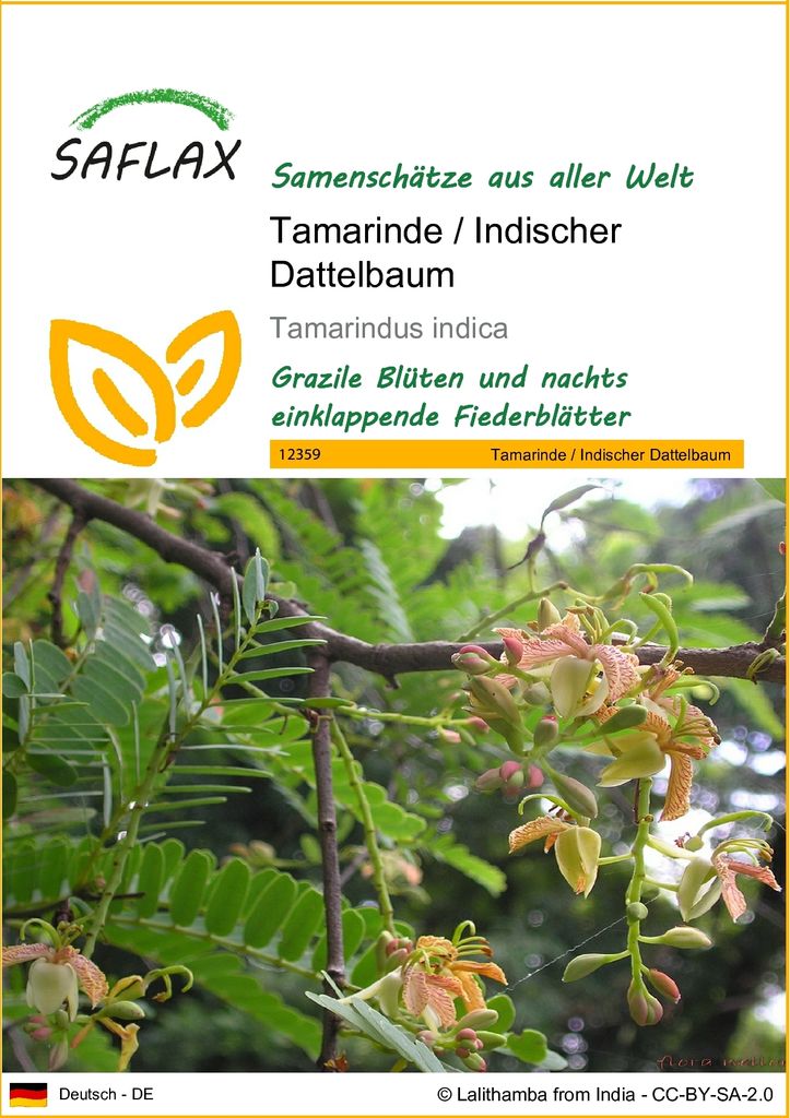 SAFLAX - Tamarinde / Indischer Dattelbaum - 4 Samen - Tamarindus indica
