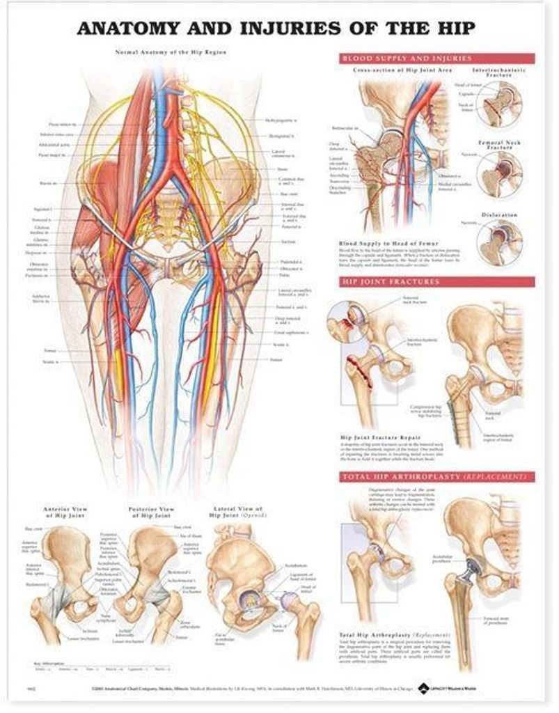 Tbd: ANATOMY & INJURIES HIP PU