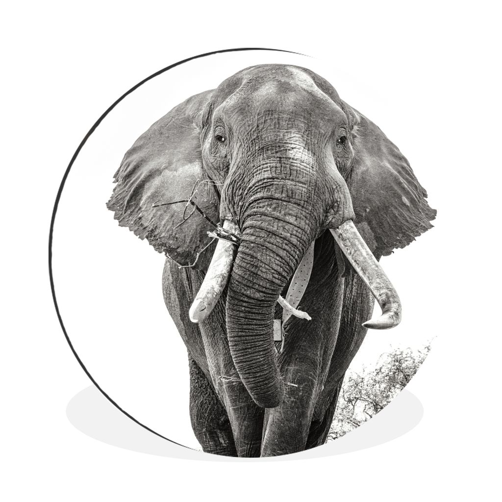 MuchoWow Aluminium Wandkreis Elefant - Porträt - Tiere - Schwarz und weiß Ø 30 cm Wanddeko Modern Wohnzimmer - Wand Bild - Wohnzimmer - Runde ...