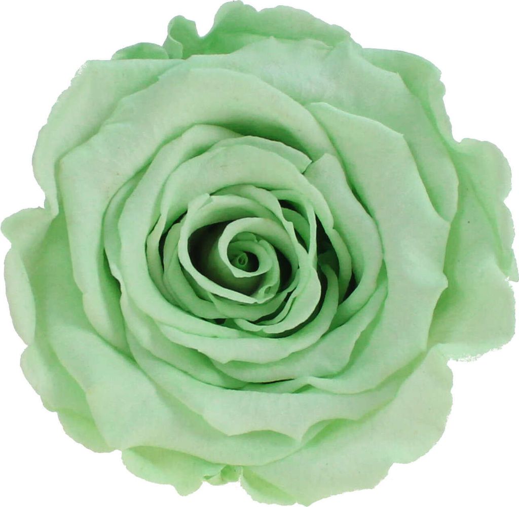 Infinity Rose XL Ø6-7cm konserviert stabilisiert haltbar Rosenkopf ewige Blüte Mintgrün (gre04)