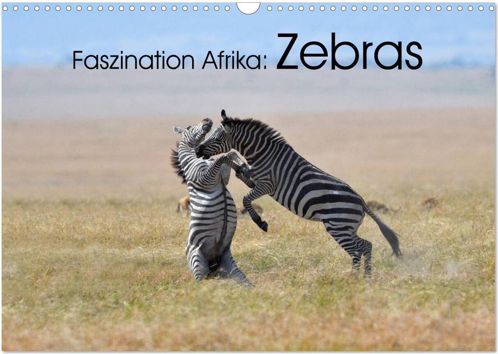 Faszination Afrika: Zebras (Wandkalender 2026 DIN A3 quer), CALVENDO Monatskalender