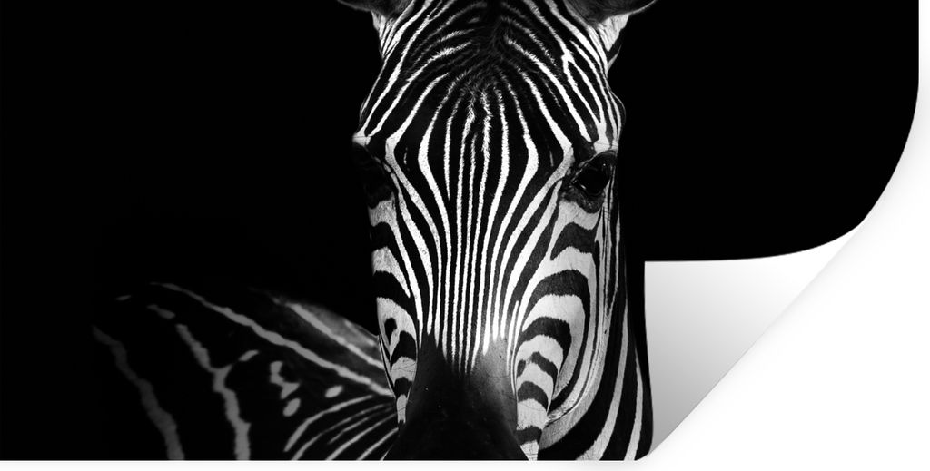 MuchoWow Wandtattoo Wandsticker Wandaufkleber Zebra - Schwarz - Weiß - Tiere 40x20 cm Selbstklebend und Repositionierbar - Aufkleber