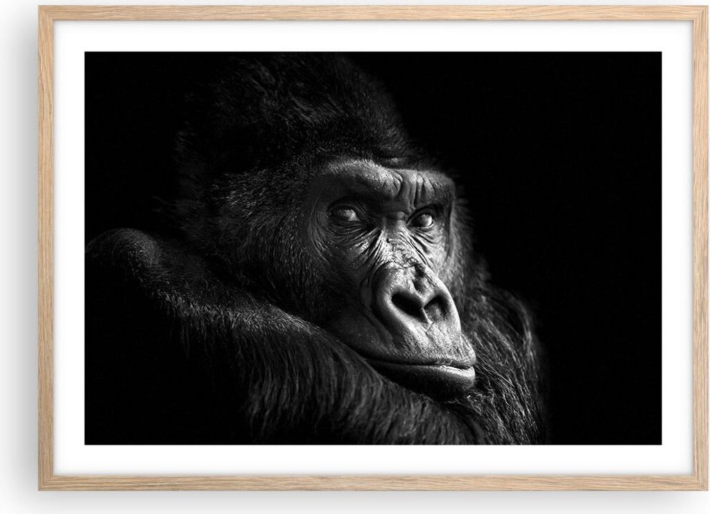 Gerahmtes Poster - Rahmen in heller Eiche - Affe Gorilla Porträt - 70x50 cm - Wand Bild - Wanddeko - Wandbilder - Kunstposter - Wandposter - Bilde...