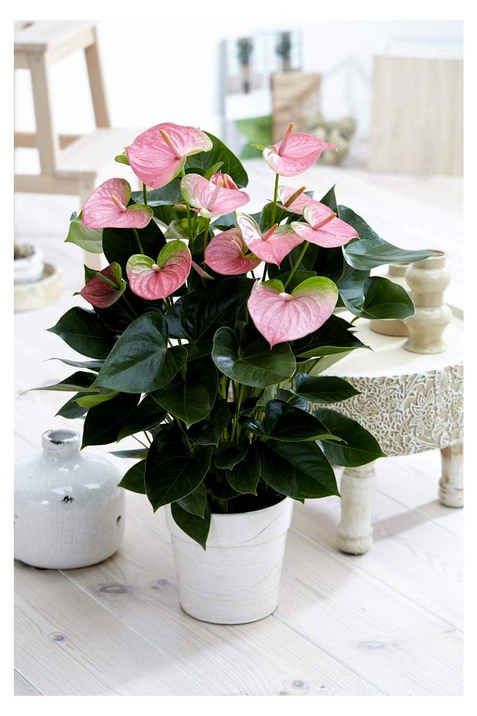 1 x Pink Flamingo Blume Anthurium lebende Pflanze im Keramiktopf für Zuhause und Büro