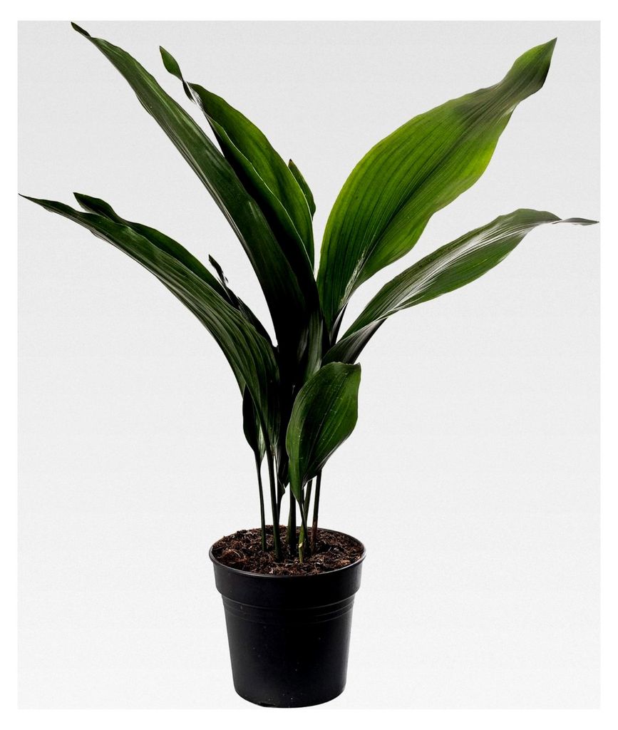 Gusseisenpflanze Aspidistra Elatior Zimmerpflanze Immergrün Groß Exotisch