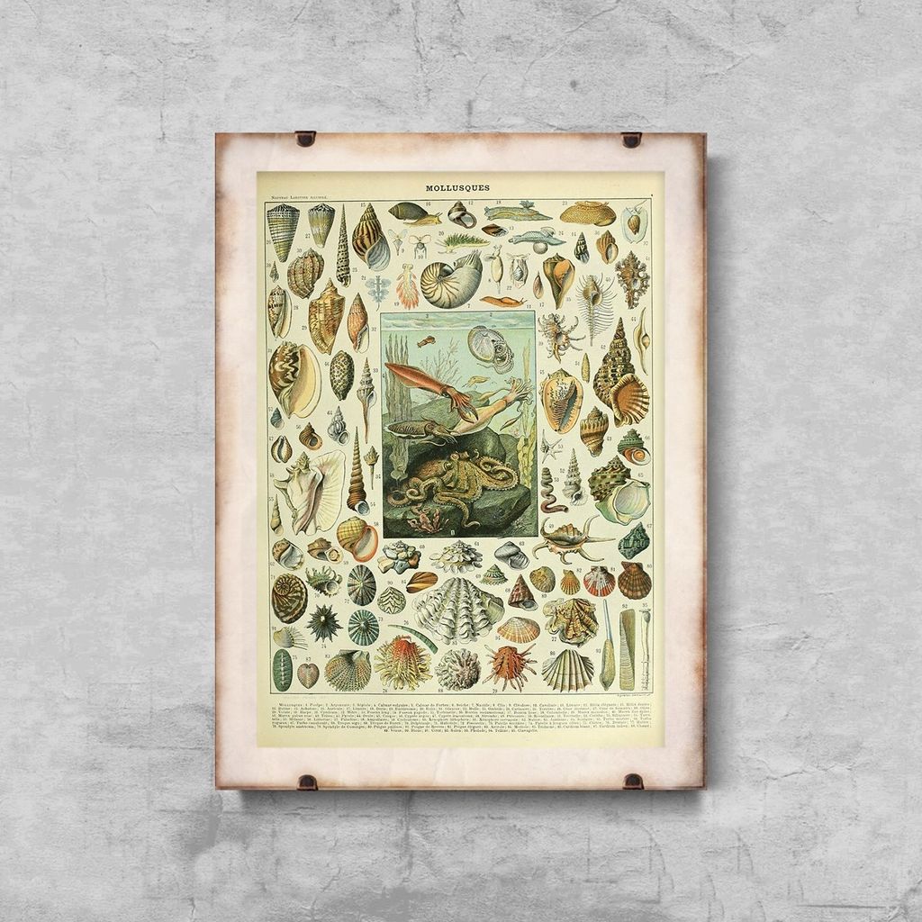 Poster - Canvas - Leinwand - 21 cm x 29,7 cm - Fotoposter - Leinwandkunst - Adolphe Millot Mollusques