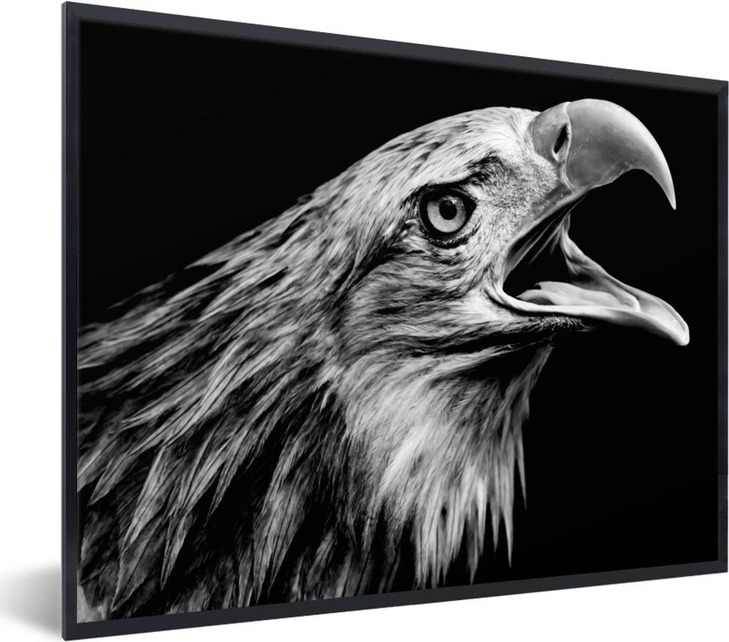MuchoWow Gerahmtes Poster Adler - Porträt - Raubvögel - Schwarz - Weiß - Vogel 80x60 cm - Poster mit Schwarzem Bilderrahmen Wandposter Rahmen ...