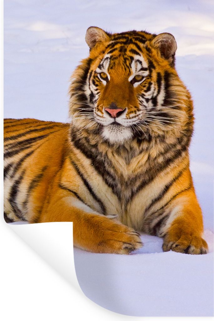 MuchoWow Wandtattoo Wandsticker Wandaufkleber Tiger - Schnee - Winter - Tiere 20x30 cm Selbstklebend und Repositionierbar - Sticker - Dekorfolie