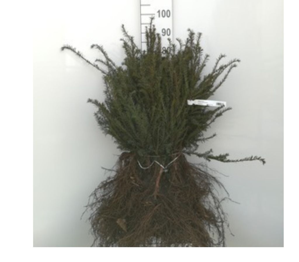 10 x Taxus baccata - Gemeine Eibe 40-60 cm - Wurzelnackt