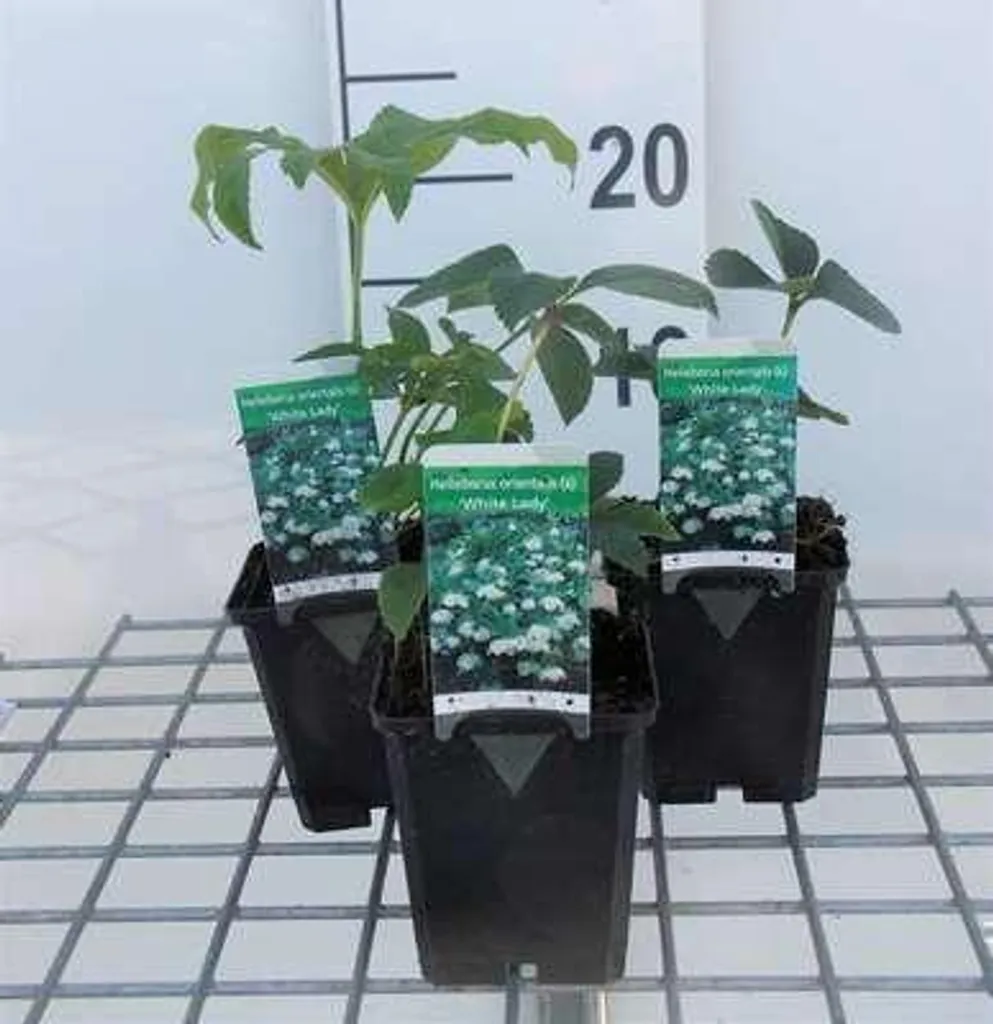 Fleurir son jardin en hiver avec 6 Hellébores White Lady Lenzrose