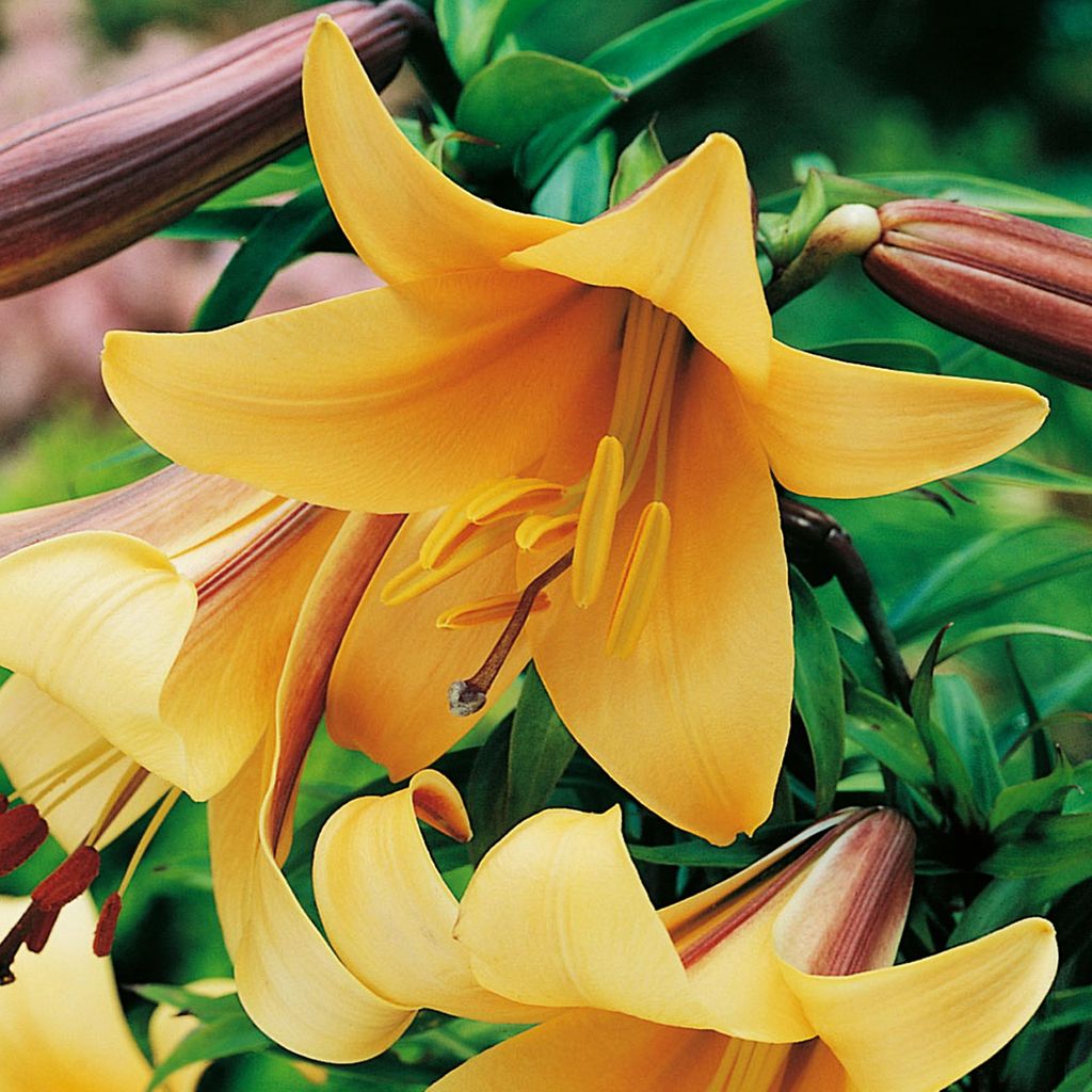 Lilien Blumenzwiebeln Zwiebeln Blumen Trumpetenlilie African Queen 1 St.