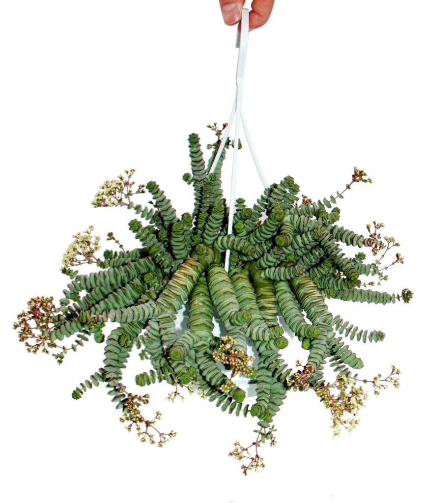 Crassula "Hottentot" de 14 cm, Crassula rupestris Image du produit 