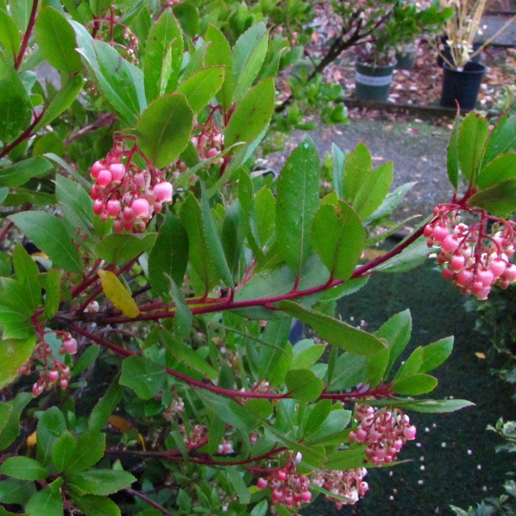 2 x  stromček jahodník  - Arbutus unedo 'Compacta'  | 40-50 Obrázok produktu 