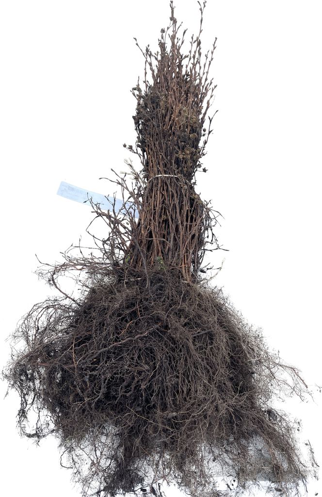 10 x Potentilla frut. 'Abbotswood' - Fingerstrauch - 30-40 cm - Wurzelnackt