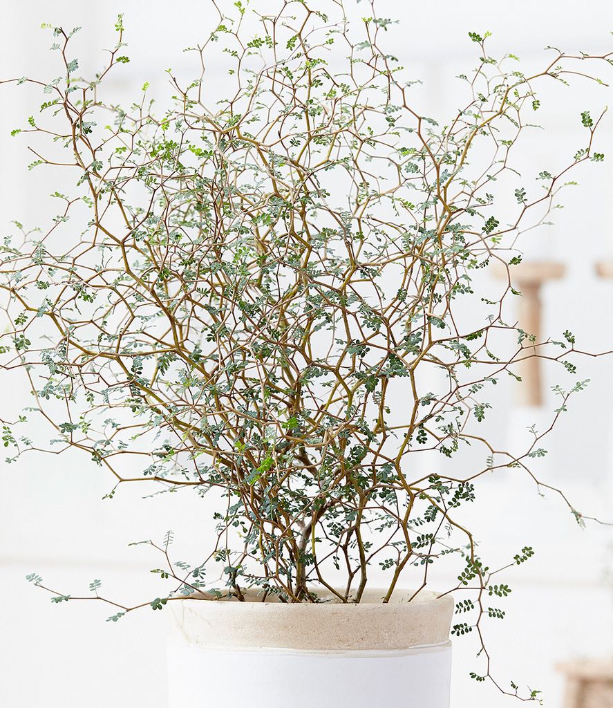 ficus shivereana variegata Ficus elastica 'Shivereana' ('Moonshine', 'Variegata') main image 0