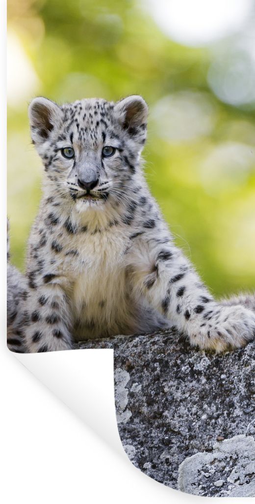 MuchoWow Wandtattoo Wandsticker Wandaufkleber Leopard - Jungtiere - Steine 60x120 cm Selbstklebend und Repositionierbar - Selbstklebend - Fototap...