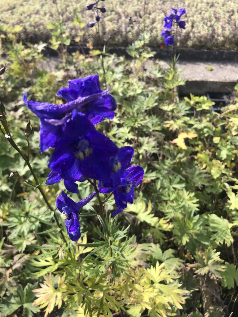 6 x Delphinium belladonna 'Atlantis' - Rittersporn im 9x9 cm Topf
