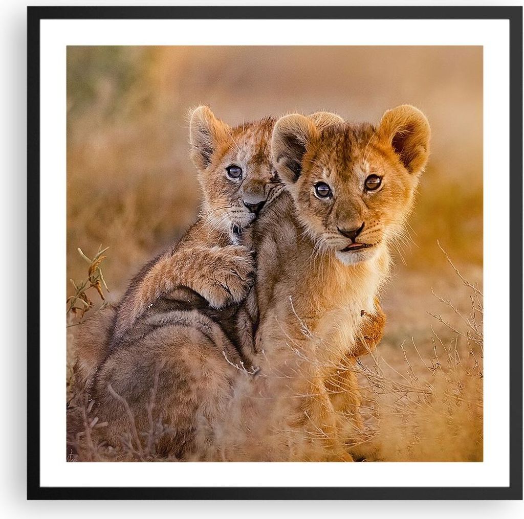 Gerahmtes Poster - Schwarzer Rahmen - Löwe Natur Tier - 60x60 cm - Wand Bild - Wanddeko - Wandbilder - Kunstposter - Wandposter - Bilderrahmen - B...
