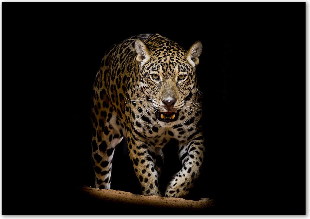 Tulup Leinwandbild - 100x70 cm - Wandkunst - Drucke auf Leinwand - Leinwanddruck - Tiere - Schwarz - Jaguar