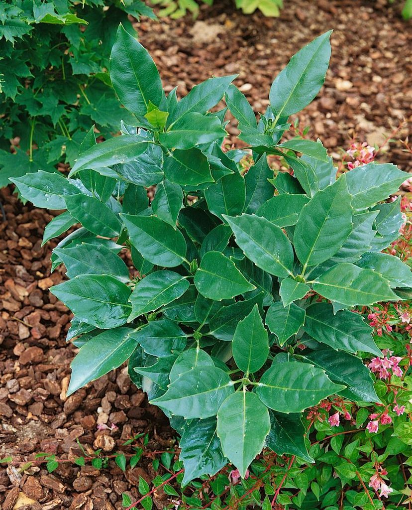 Aucuba japonica 'Rozannie', Japanische Aukube, immergrün, 60–80 cm