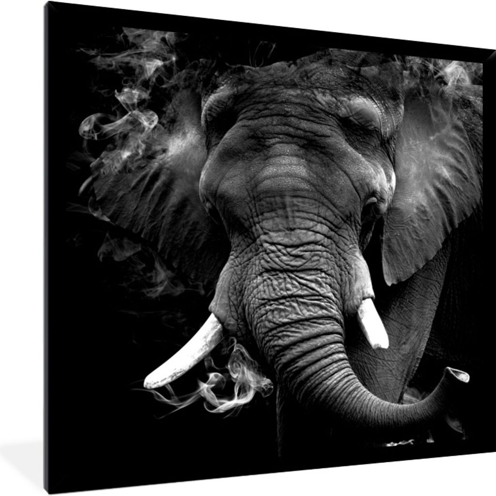 MuchoWow Gerahmtes Poster Elefant - Rauch - Zähne - Schwarz - Weiß 40x40 cm - Poster mit Schwarzem Bilderrahmen Wandposter Rahmen Foto Bilder -...