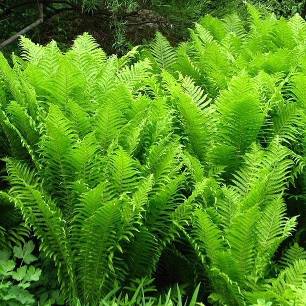 6 x Europäischer Straußenfarn - Matteuccia struthiopteris  Produktbild 