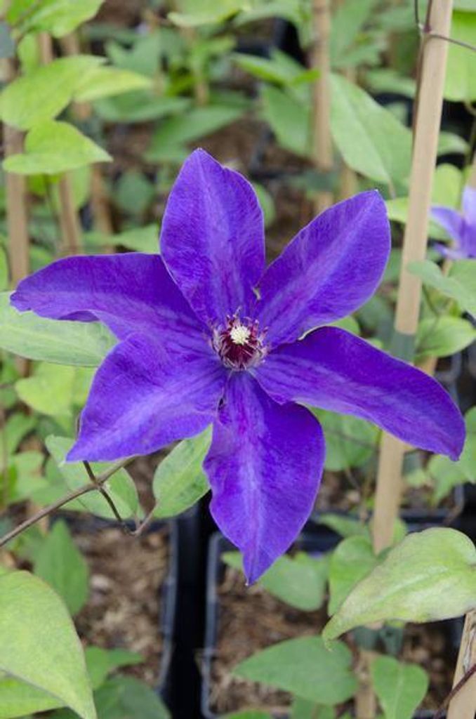 Waldrebe Clematis 'The President' Ø15cm 65cm Kletterpflanze mit lila Blüten
