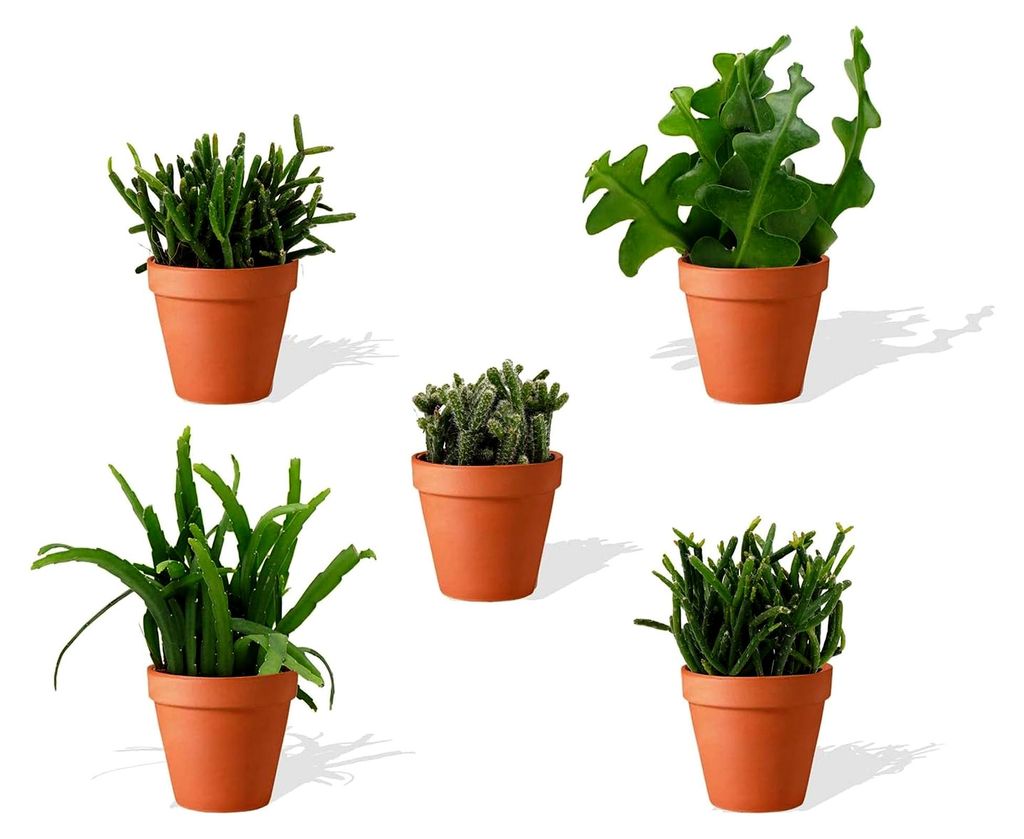 Rhipsalis Mix 5 Stück Verschiedene Mini-Sukkulenten im Ø 7 cm Terrakotta Blumentopf - Rutenkaktus Korallenkaktus Sukkulent Kleine Pflanzen Pflege...