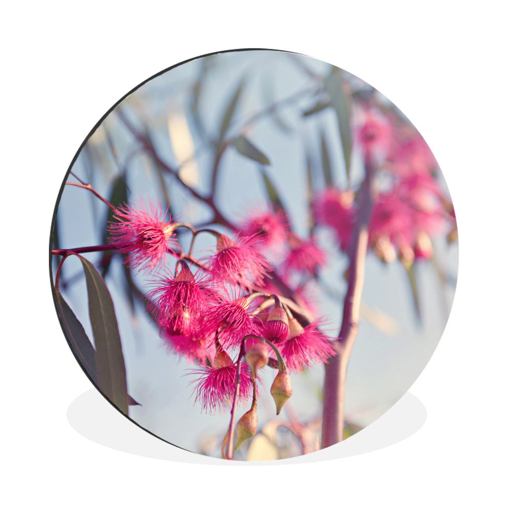 MuchoWow Aluminium Wandkreis Rosa Eukalyptuszweige in einem Baum Ø 90 cm Wanddeko Modern Wohnzimmer - Mauerkreis - Wandbilder - Runde Bild - Bil...
