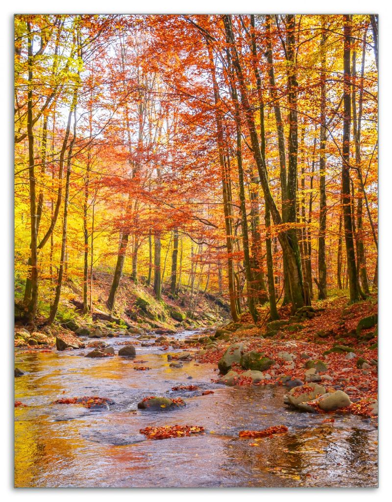 Wallario Herdabdeckplatte aus Glas, Größe 40 x 52 cm 1-teilig, Motiv Herbstwald mit Bach