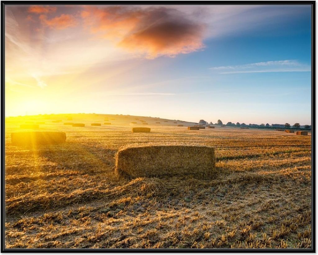 Wallario Wandbild Stroh auf dem Feld bei untergehender Sonne, Größe: 40,30 x 50,30 cm, Poster mit schwarzem Aluminiumrahmen