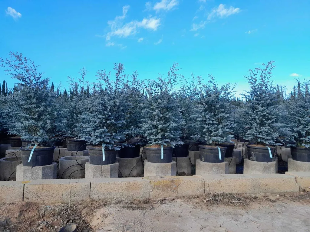 Eucalyptus gunnii Azura 140 cm : arbre rustique bleu, feuillage persistant
