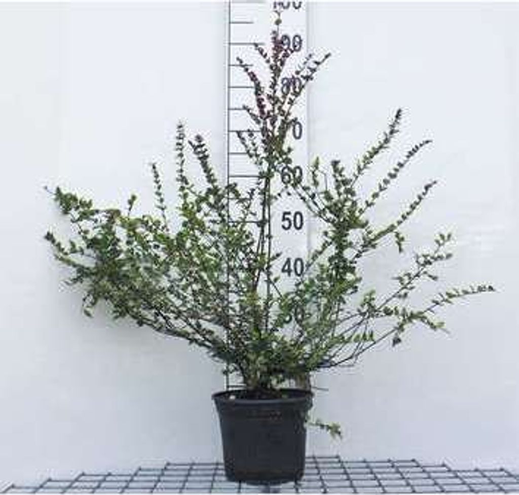 Lonicera nit. 'Red Tips' - Heckenkirsche 20- 25 cm - Container