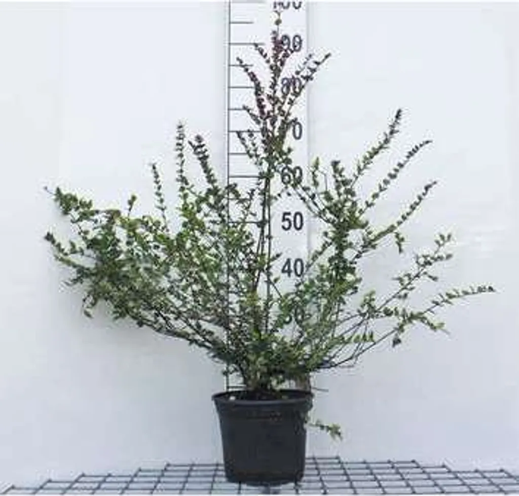 Alternative au buis : Lonicera nitida Red Tips, Chèvrefeuille 20-25 cm