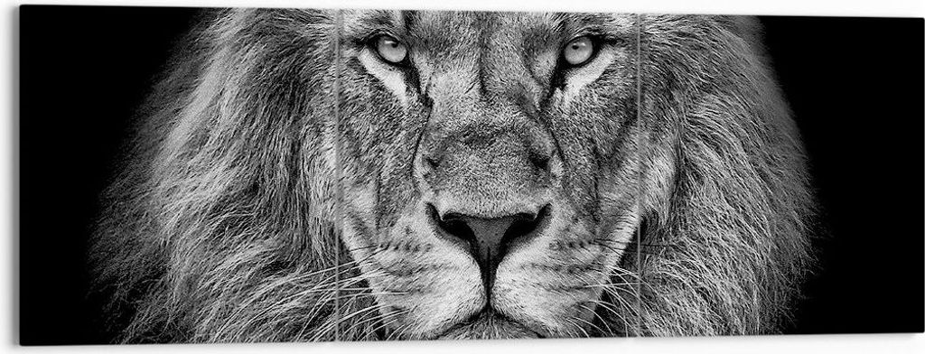 Bild auf Leinwand - Leinwandbild - 3 Teile - Porträt Löwe Schwarzweiß - 150x50cm - Wand Bild - Wanddeko - Wandbilder - Leinwanddruck - Bilder - ...