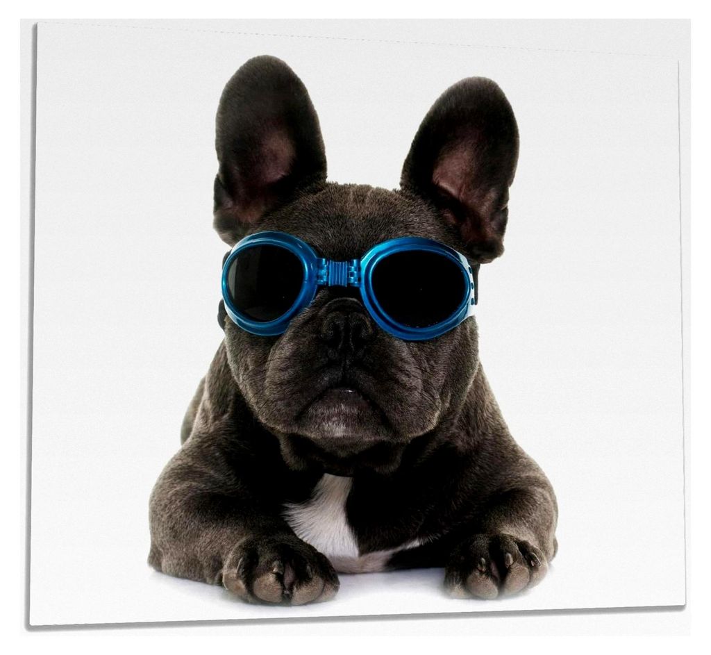 Herdabdeckplatte/Spritzschutz aus Glas, 1-teilig, 60x52cm, für Glaskeramik- und Induktionsherde, Cooler Hund mit Sonnenbrille in blau - Französis...