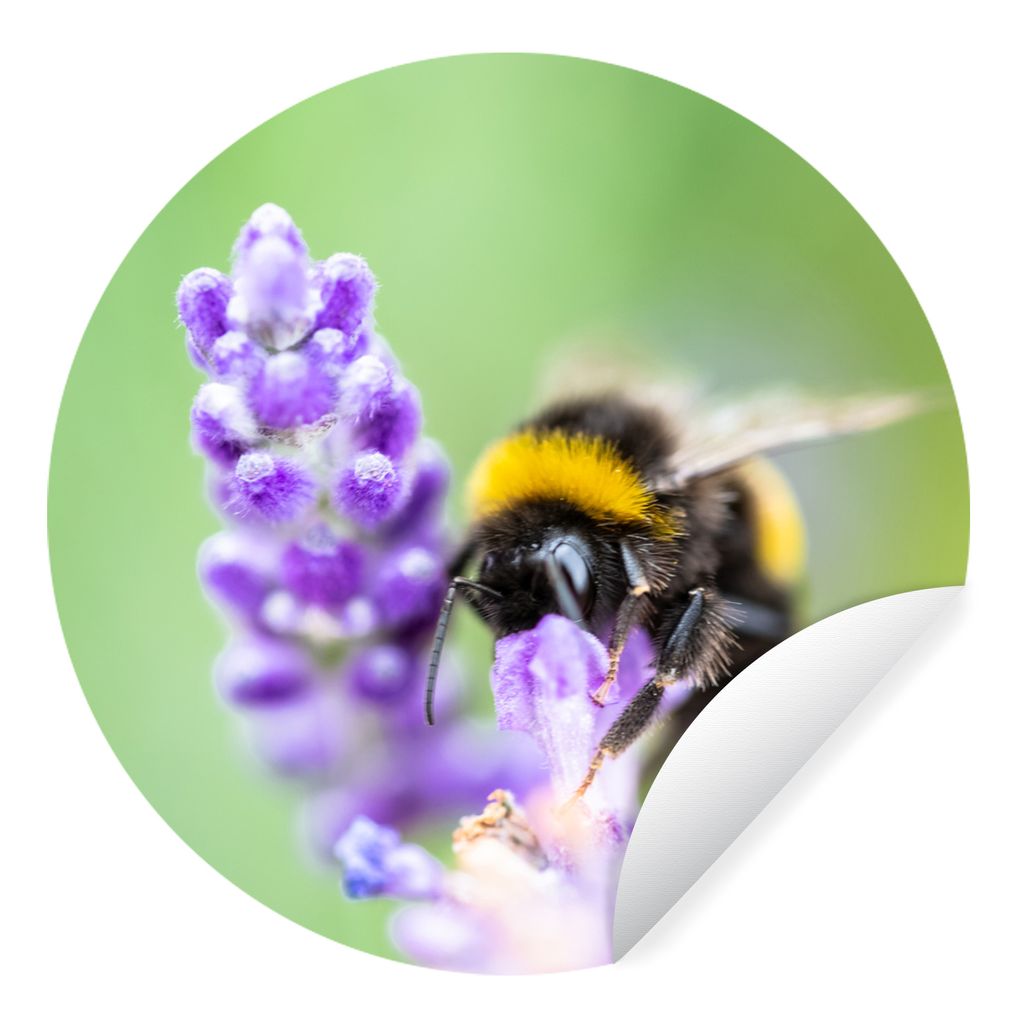 MuchoWow Runde Wandtattoo - Wandsticker Tapete Aufkleber Hummeln - Insekten - Lavendel Ø 80 cm Selbstklebend und Repositionierbar - Wandaufklebe...