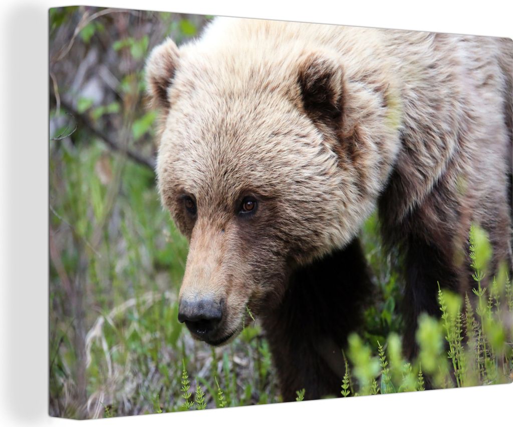 OneMillionCanvasses - Leinwandbilder - 140x90 cm, Bär - Grizzly - Wald, Wandbilder Kunstdruck Wanddekoration