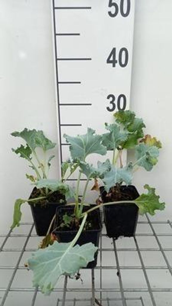 6 x  Crambe maritima - Kohl - Topf 9 x 9 cm Produktbild 