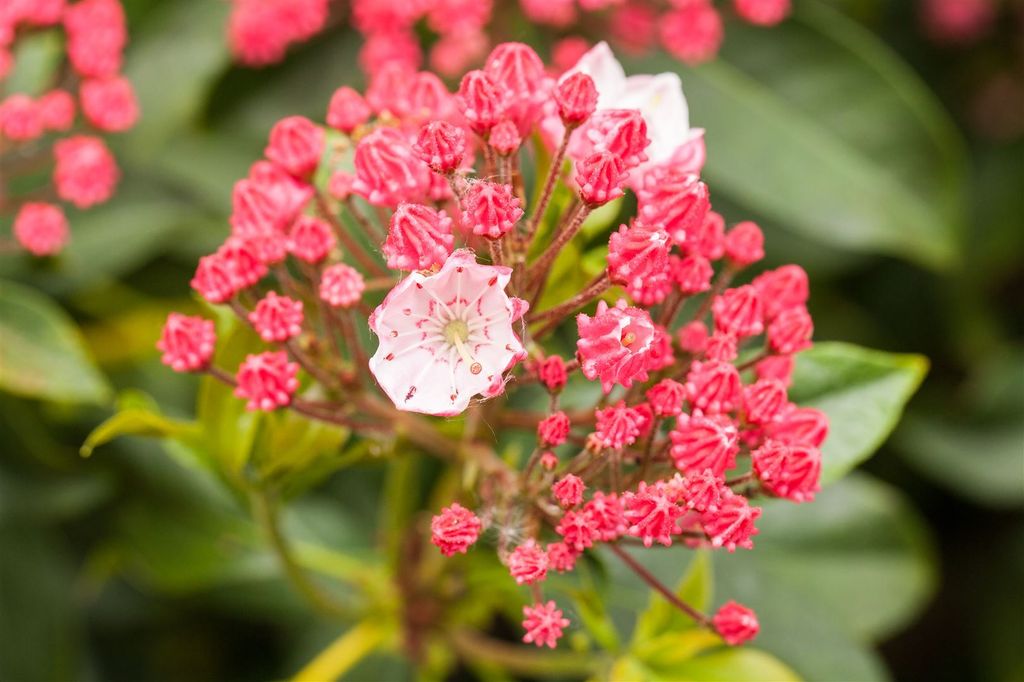 Kalmia latifolia 'Peppermint', Berglorbeer, rosa-weiß, 20–30 cm