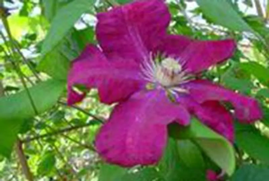 Clématite Rouge Cardinal - Clematis hybride 50-60 cm en pot de culture