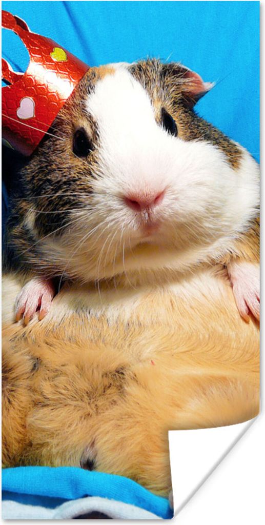 MuchoWow Poster Meerschweinchen - Lustig - Krone - Kinder - Jungen - Mädchen - Kind 60x120 cm - Wandschmuck