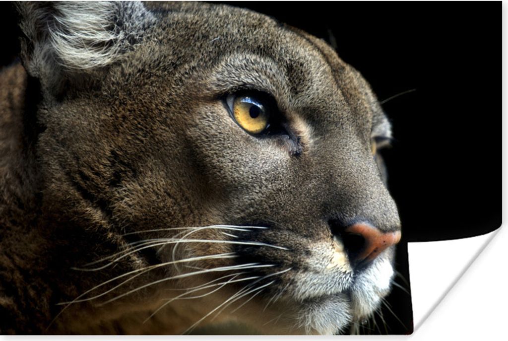 MuchoWow Poster Puma - Wilde Tiere - Porträt 60x40 cm - Schlafzimmerdekoration