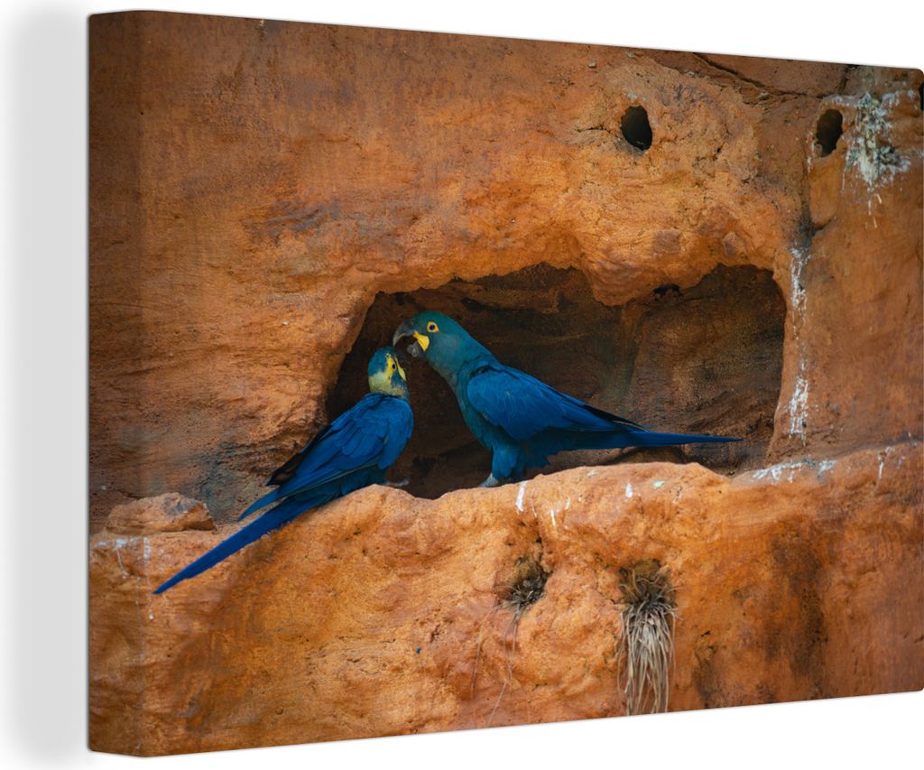 OneMillionCanvasses - Leinwandbilder - 140x90 cm, Zwei Lears-Hasen in den Felsen, Wandbilder Kunstdruck Wanddekoration - Foto auf Leinwand - Gem...