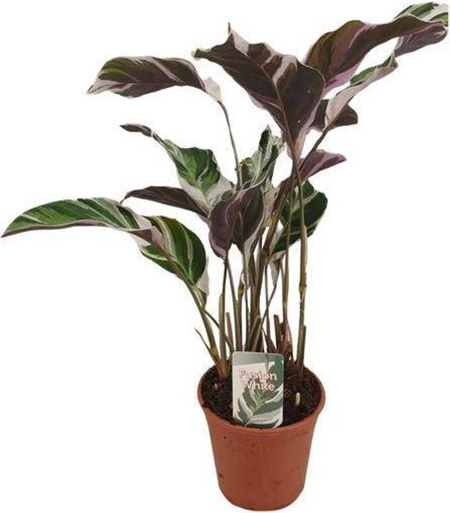 Calathea Fusion White Korbmarante Zimmerpflanze Ø14cm 40cm Pflegeleicht