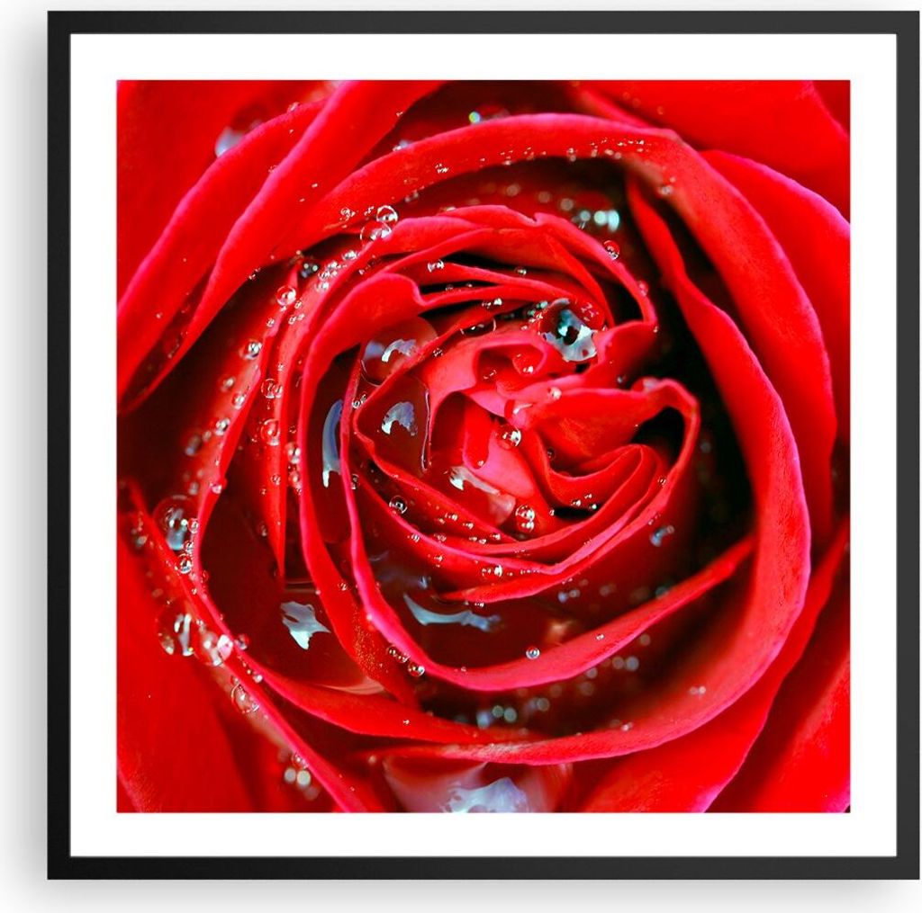 Gerahmtes Poster - Schwarzer Rahmen - Rose Blume Blütenblätter Tau - 60x60 cm - Wand Bild - Wanddeko - Wandbilder - Wandposter - Bilderrahmen - B...